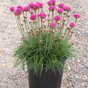 Armeria maritima 'Splendens'