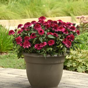 Echinacea 'Double Scoop™ Watermelon Deluxe'