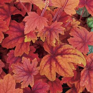 Heucherella 'Sweet Tea'