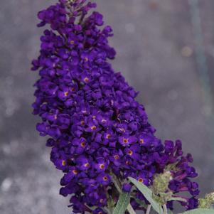 Buddleia 'Buzz™ Midnight'