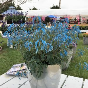 Corydalis flexuosa 'HILLIER™ Porcelain Blue'