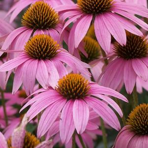 Echinacea purpurea 'Magnus'