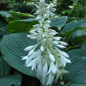 Hosta 'Elegans (sieboldiana)'