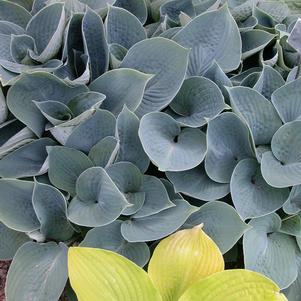 Hosta 'Hadspen Blue'