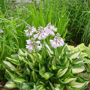 Hosta 'Whirlwind'