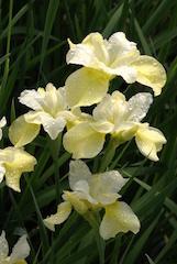 Iris siberica 'Butter & Sugar'