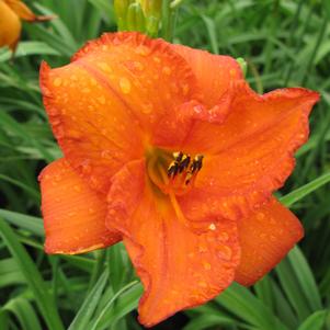 Hemerocallis 'Mauna Loa'