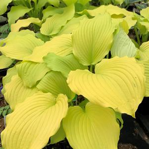 Hosta 'Dancing Queen'