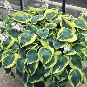 Hosta 'Tootie Mae'