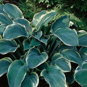 Hosta 'Regal Splendor'