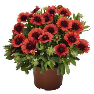 Gaillardia aristata 'Spintop Red'