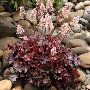 Heuchera 'Ruby Tuesday'