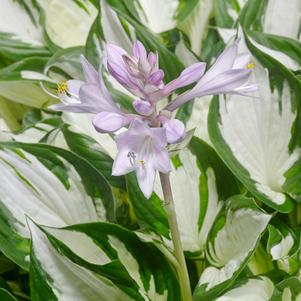 Hosta 'Amazone'