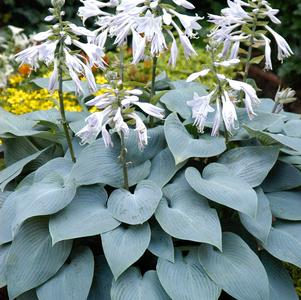 Hosta 'Bulletproof'