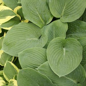 Hosta 'Bressingham Blue'