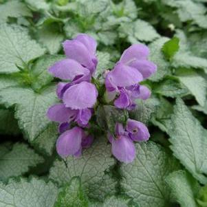 Lamium maculatum 'Orchid Frost'