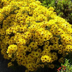 Helianthus salicifolius 'Autumn Gold'