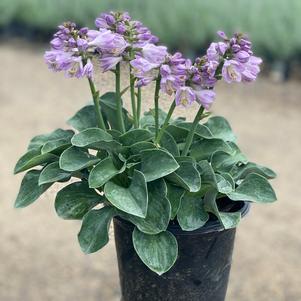 Hosta 'Blue Mouse Ears'