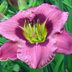 Hemerocallis 'Always Afternoon'