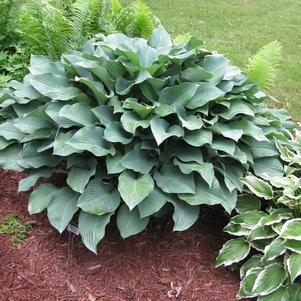 Hosta 'Krossa Regal'