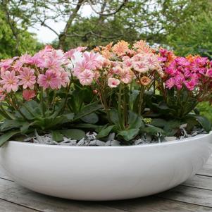 Lewisia cotyledon 'Elise Mix'