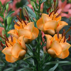 Lilium - LA Hybrid Lily 'Apricot Fudge'