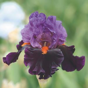 Iris germanica 'Sharp Dressed Man'