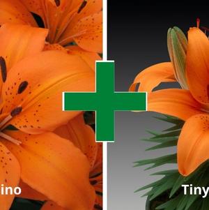 Lilium - Asiatic Pot Lily Looks™ 'Bloom Extensions™ Orange'