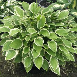 Hosta 'So Sweet'