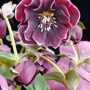 Helleborus 'North Star™ Plum'