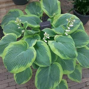 Hosta 'Frances Williams'