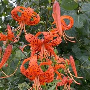Lilium - Tiger Lily 'Splendens (orange)'