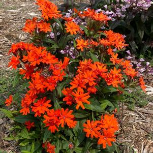 Lychnis arkwrightii 'Orange Gnome'