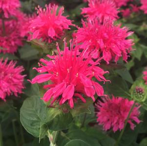 Monarda 'Pink Lace'