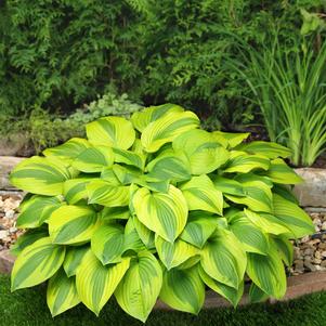 Hosta 'Velvet Moon'