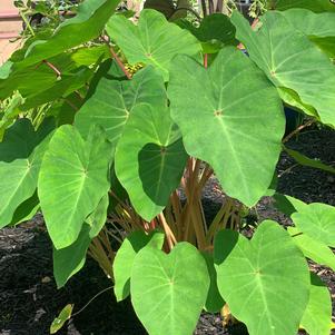 Elephant Ears - Colocasia 'Polargreen™'