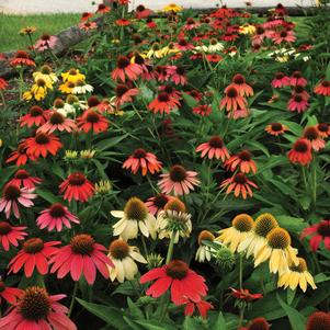 Echinacea 'Cheyenne Spirit'