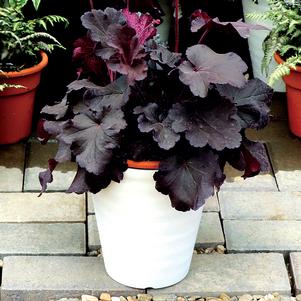 Heuchera 'Northern Exposure™ Black'