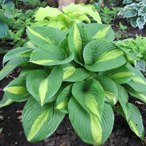 Hosta 'Ann Kulpa'