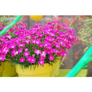 Dianthus 'Beauties® Kahori'