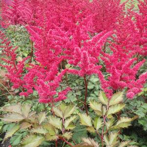 Astilbe chinensis 'Mighty™ Red Quin'