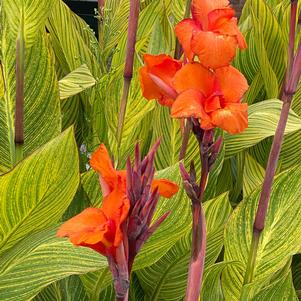 Canna 'Pretoria'