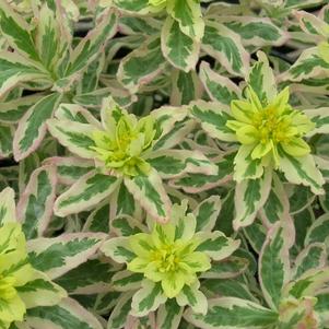 Euphorbia polychroma 'First Blush'
