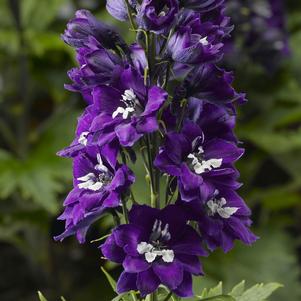 Delphinium elatum 'Delphina™ Dark Blue White Bee'