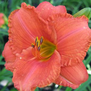 Hemerocallis 'South Seas'