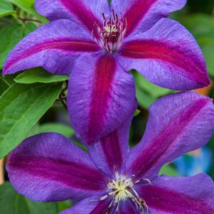 Clematis 'Mrs. N. Thompson'