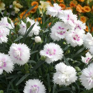 Dianthus 'Everlast™ White + Eye'