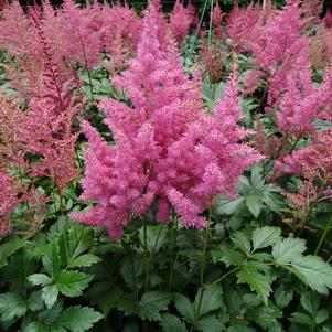 Astilbe japonica 'Rheinland'