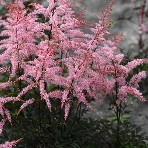 Astilbe simplicifolia 'Pretty in Pink'