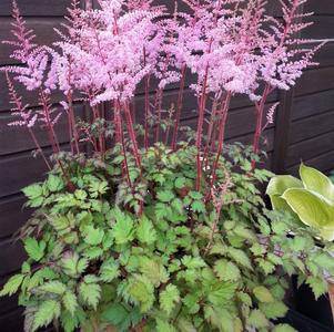 Astilbe chinensis 'Delft Lace'